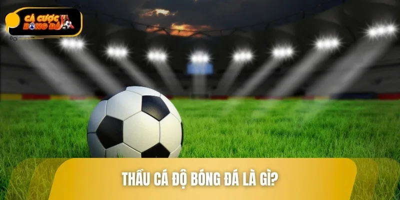 Thầu cá độ bóng đá là trung gian giữa nhà cái và người chơi